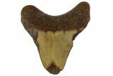 Bargain, Juvenile Megalodon Tooth - Georgia #163325-1